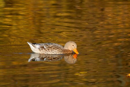 Surface reflection bird photo