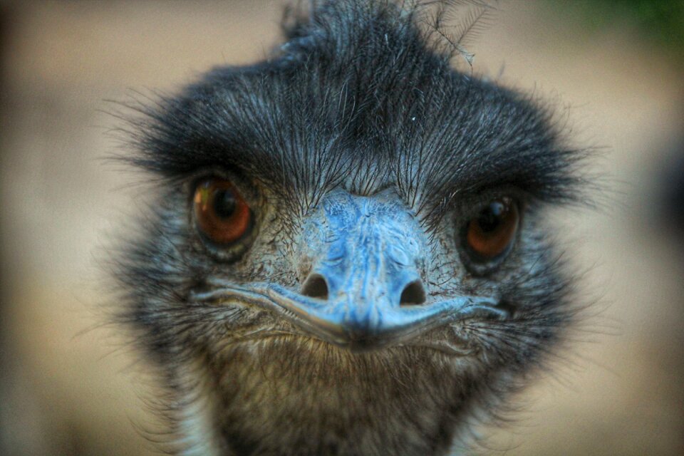 Head plumage close up