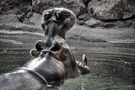 Hippopotamus dangerous huge
