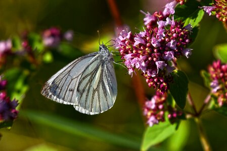 Wing sucking nectar photo