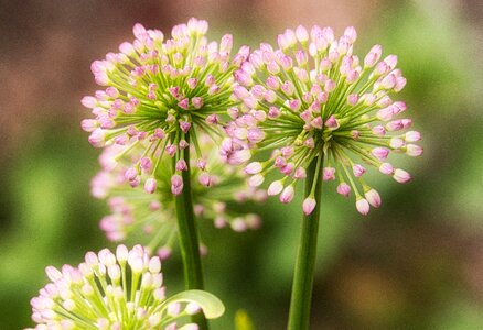 Pink summer flower garden photo