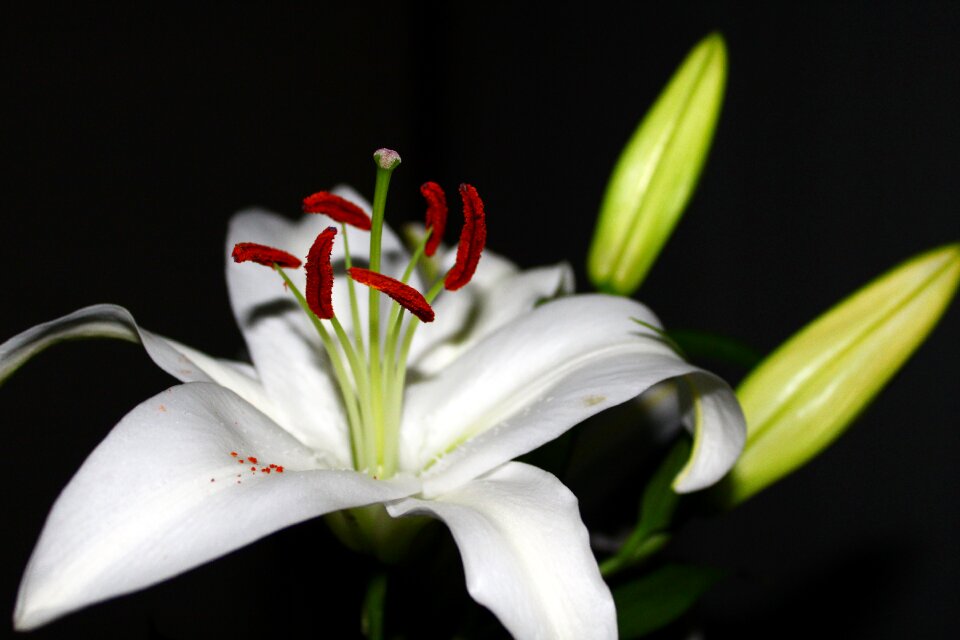Nature lily white