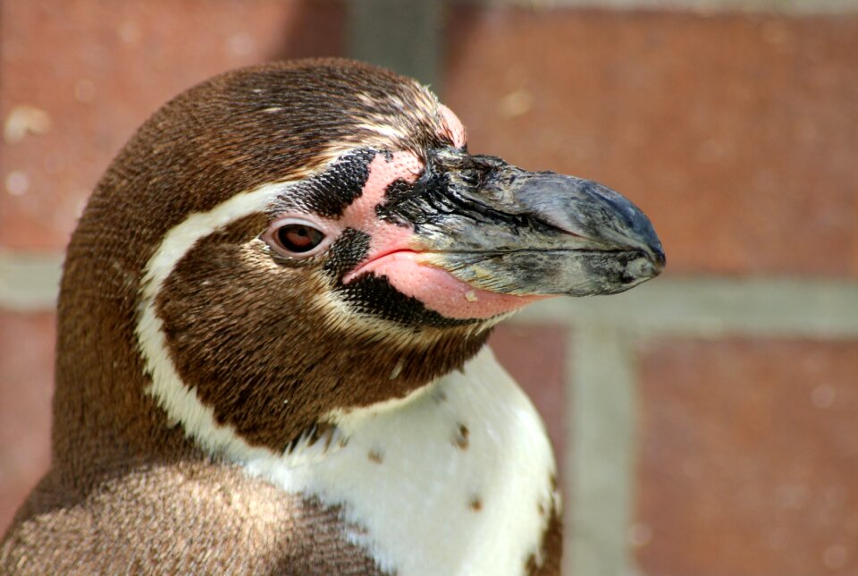 Nature animal water bird