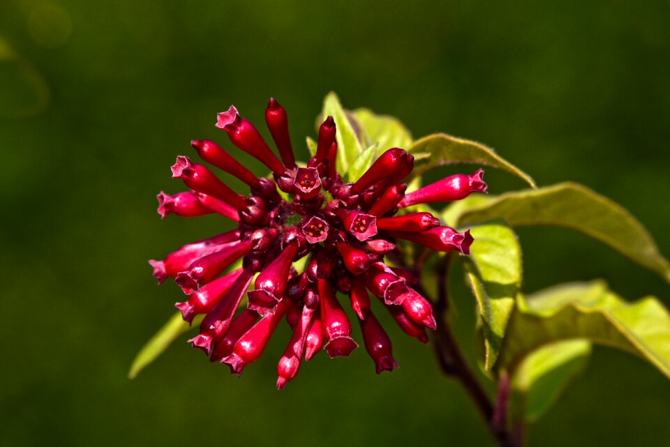 Blossom shrub nature