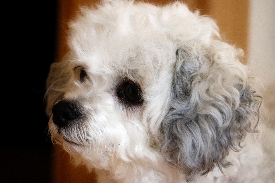 Dog head animal portrait doggy style