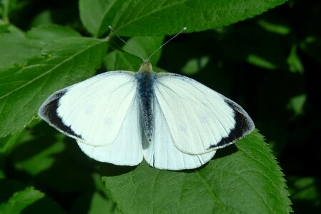 At the court of butterfly day nature