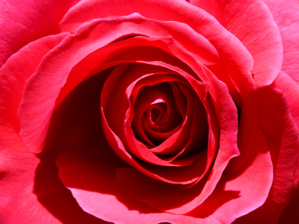 Background flower love