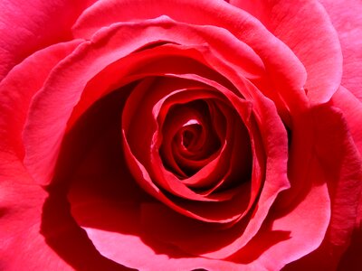 Background flower love