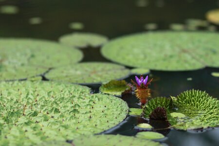 Water lilies nature flowers