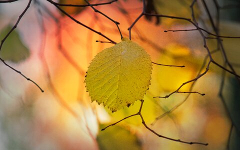 Mood fall color bright