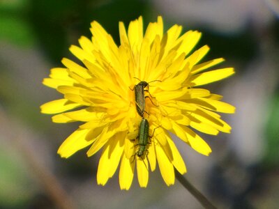 Insect breeding psilothrix viridicoerulea dandelion