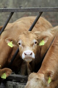Farm calf cow photo