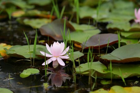 Nature flowers plants