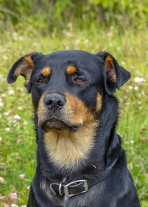 Animal nature portrait photo