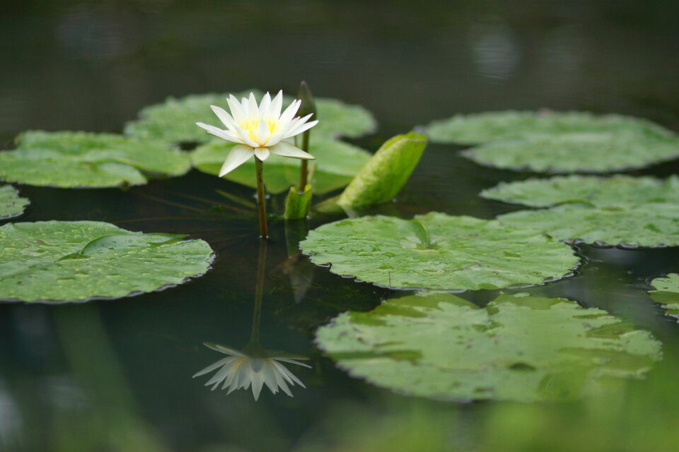 Nature flowers plants