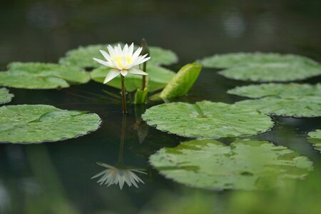 Nature flowers plants