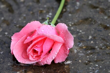 Wet rain flower photo