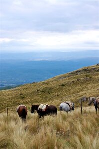 Estancia horses ranch