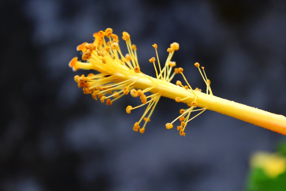 Yellow flowers pollen