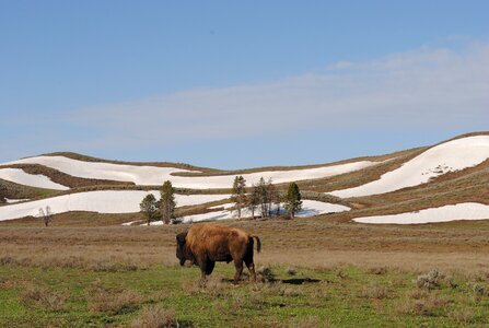 Bison yellowstone national park photo