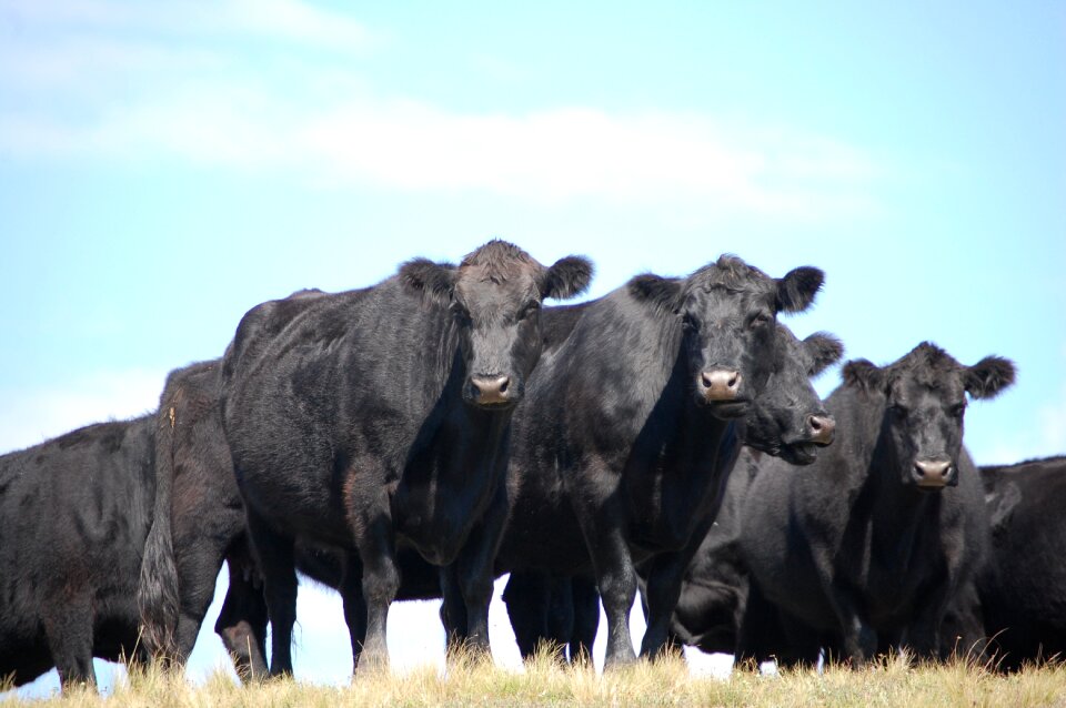 Cows cattle cattle ranch