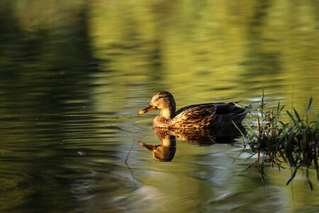 Pond reflection light photo