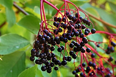Healthy raw food