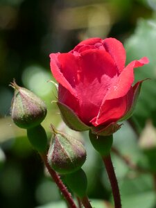 Nature rosa plant