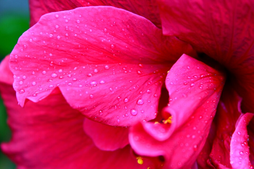 Flora purple fuchsia