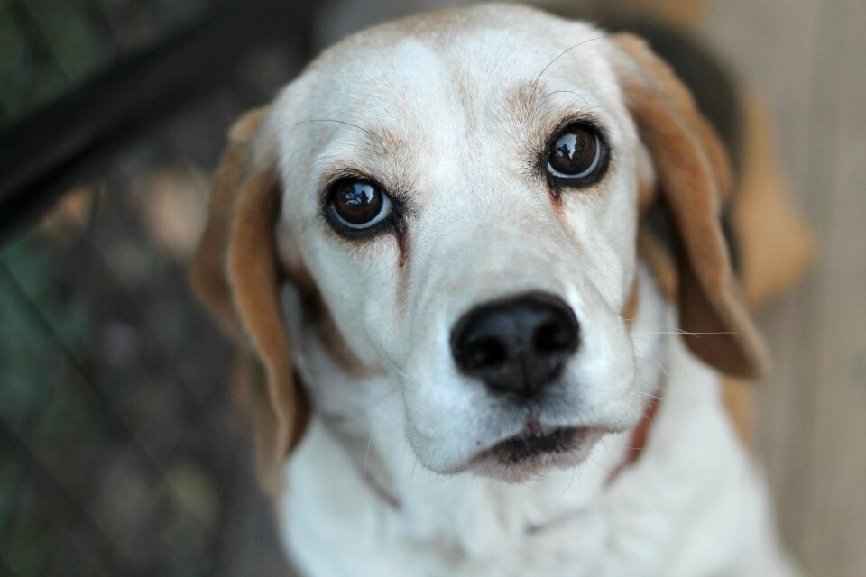 Bitch portrait dog eyes