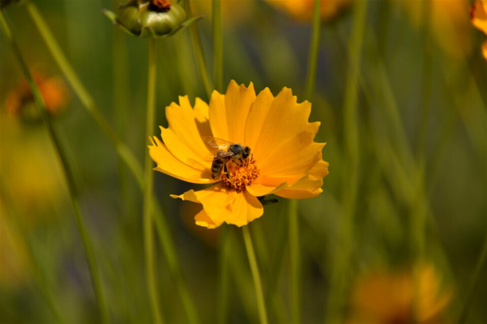 Yellow flower yellow flowers bee