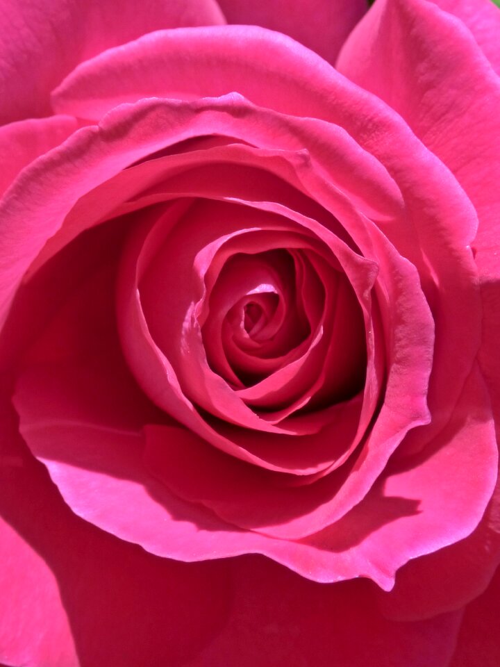 Background flowering flower