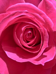 Background flowering flower