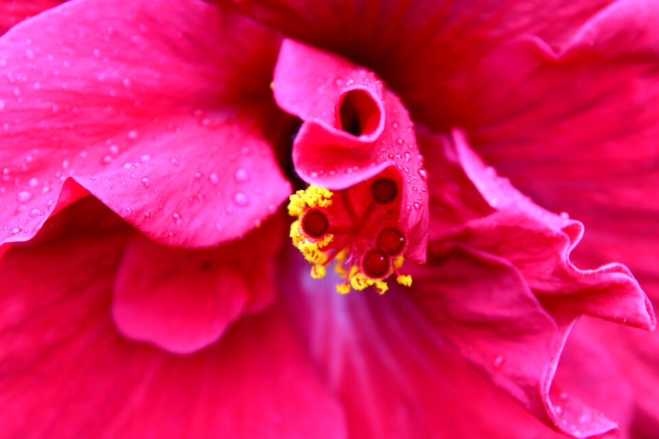 Lilies pistil petals