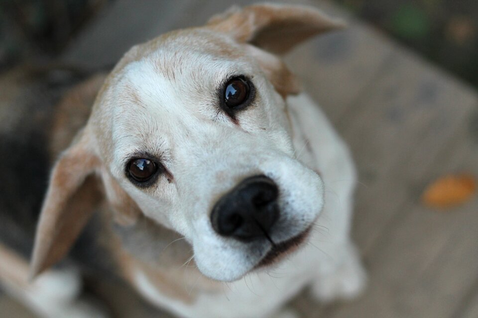 Bitch portrait dog eyes