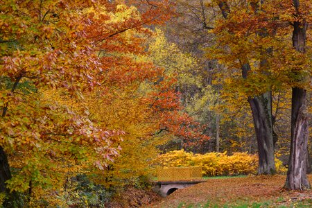 Greizer park fall leaves emerge photo