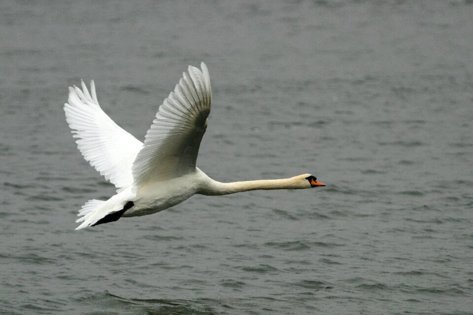 Water nature water bird