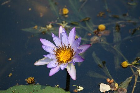 Kruger park wildflower africa