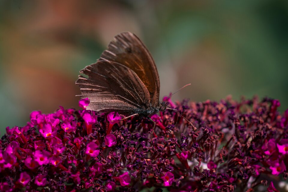 Nature lilac summer lilac