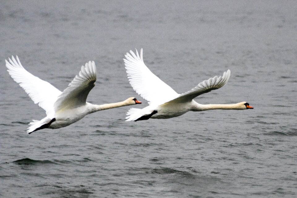 Water nature water bird