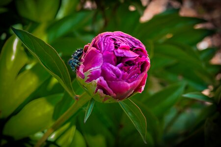 Flower red spring