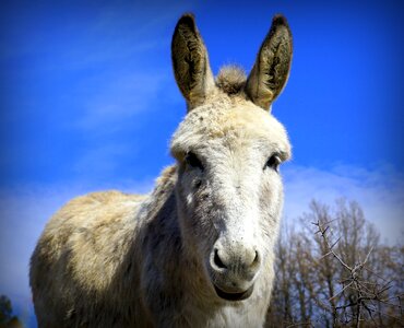 Livestock head ears photo