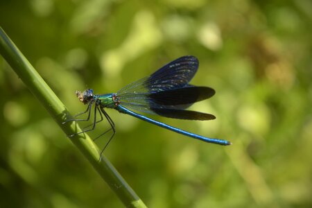 Nature insect dragonfly