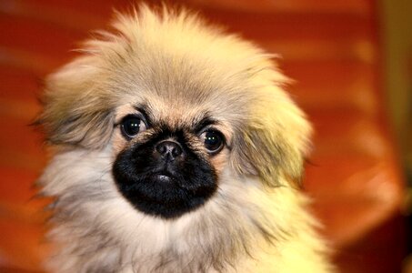 Furry cute charming