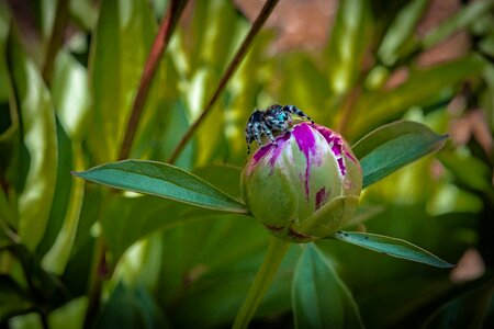 Flower red spring