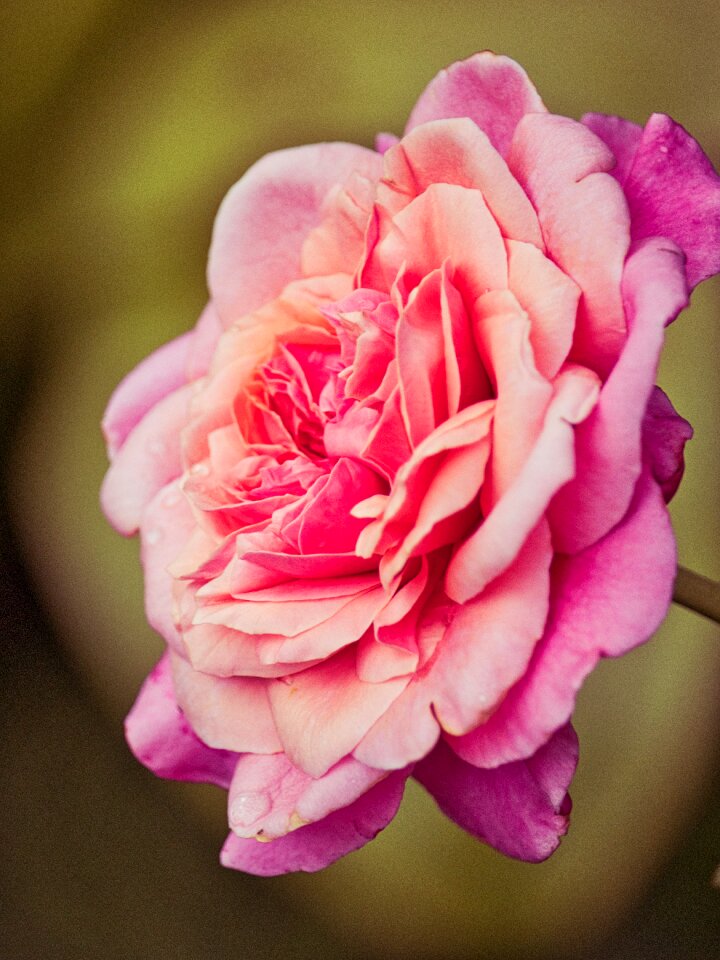 Pink romantic love