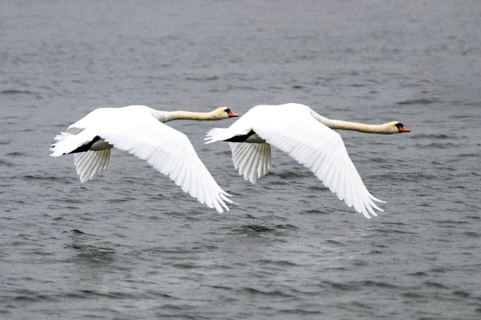 Water nature water bird