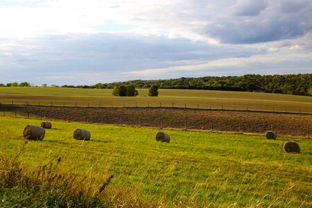 Abendstimmung meadow field