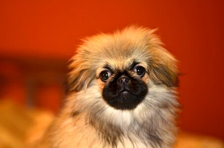 Cute charming furry