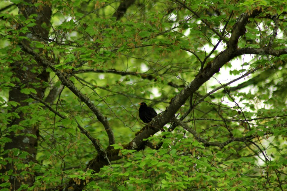 Leaf birds blackbird